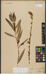 Foto von Salix triandra L. x Salix viminalis L.